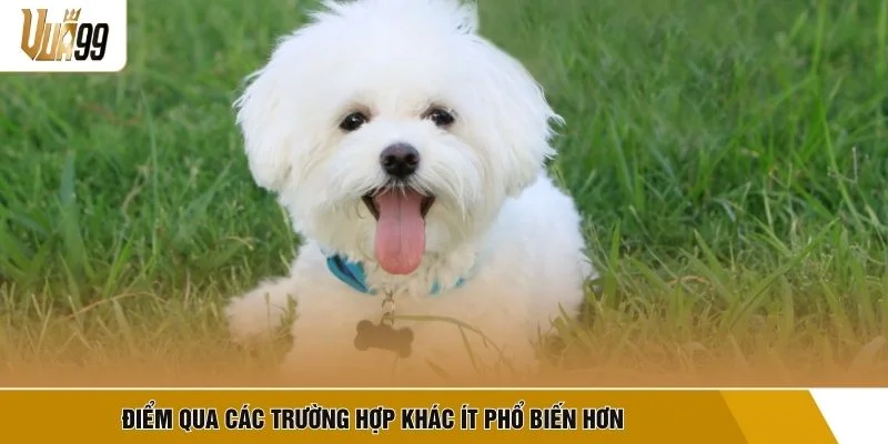 Điểm qua các trường hợp khác ít phổ biến hơn
